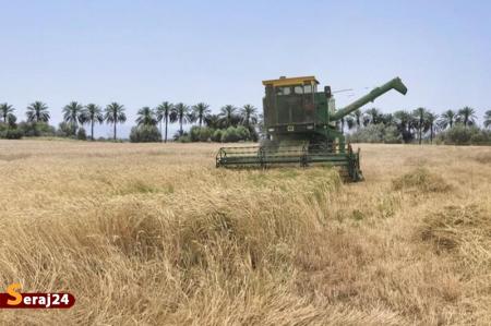 تاکید مسئولان به خرید گندم بالاتر از قیمت وارداتی از کشاورز