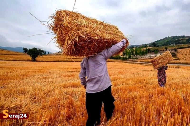 اصلاح قیمت خرید تضمینی گندم به کجا رسید؟
