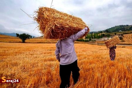 اصلاح قیمت خرید تضمینی گندم به کجا رسید؟
