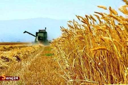 وزیر کشاورزی: میزان خرید گندم از 7 میلیون تن عبور کرد