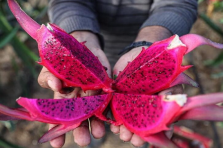 برداشت میوه اژدها در نوار غزه + تصاویر 