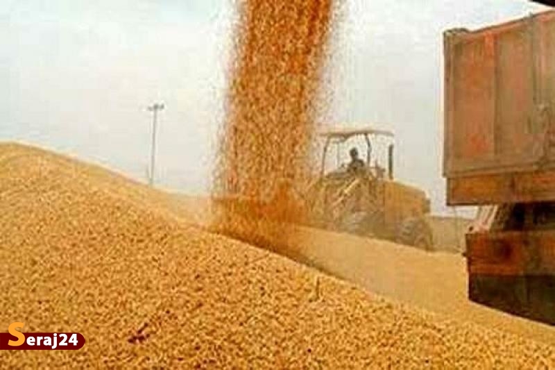 خرید ۴۰ درصد گندم کشور توسط تعاون روستایی
