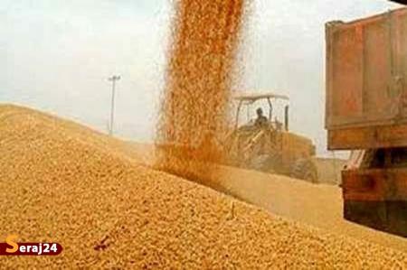 خرید ۴۰ درصد گندم کشور توسط تعاون روستایی