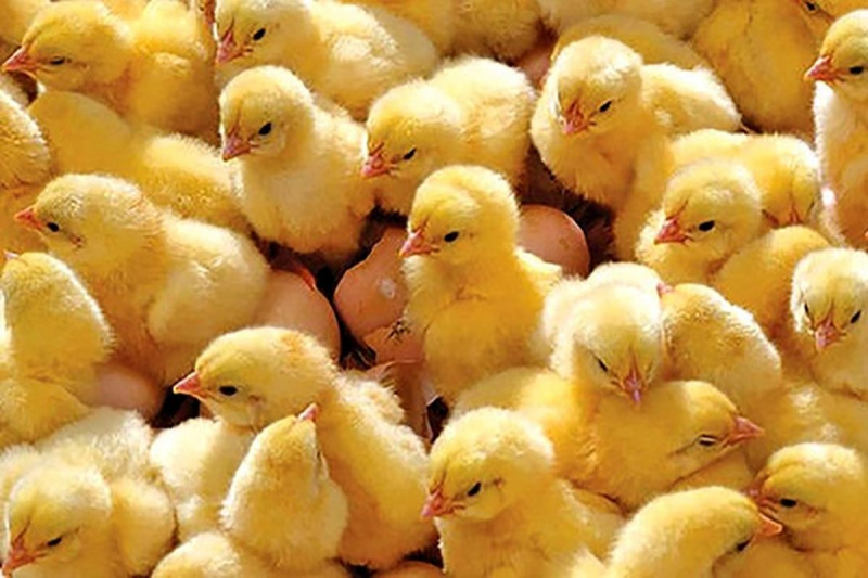 واردات جوجه یک روزه و تخم مرغ نطفه‌دار ممنوع می‌شود