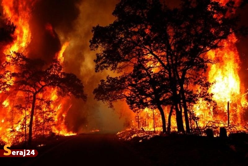 شناسایی و دستگیری 14 نفر از عاملین آتش‌سوزی جنگل‌های مریوان