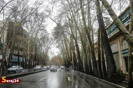 ۱۷۹ درخت در خیابان ولی‌عصر(عج) قطع می‌شوند