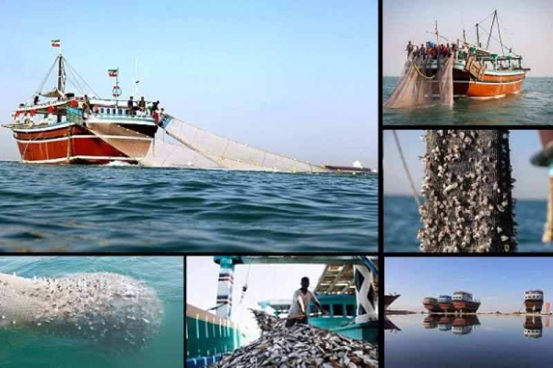 تهدید ذخایر دریا | شخم‌زدن کف خلیج فارس با «ترال»