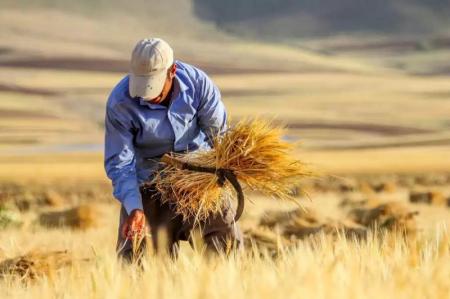 پرداخت مطالبات گندمکاران تا پایان مهر ماه