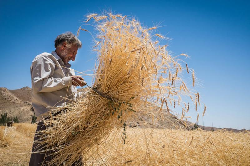۱۰۰درصد پول گندم کاران مناطق گرمسیر پرداخت شد