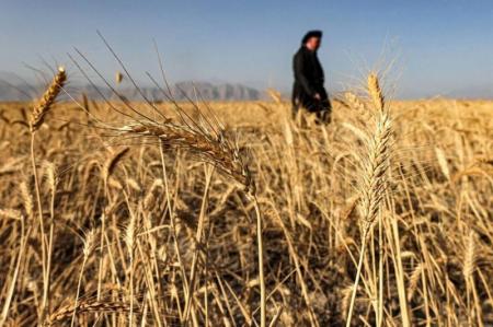 ۲.۵ برابر شدن تولید گندم با حمایت‌های دولت سیزدهم