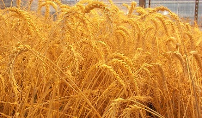 نرخ خرید تضمینی گندم به 720 تومان افزایش یافت