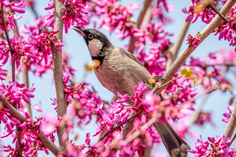 گونه های مختلف پرندگان در ایران + تصاویر 