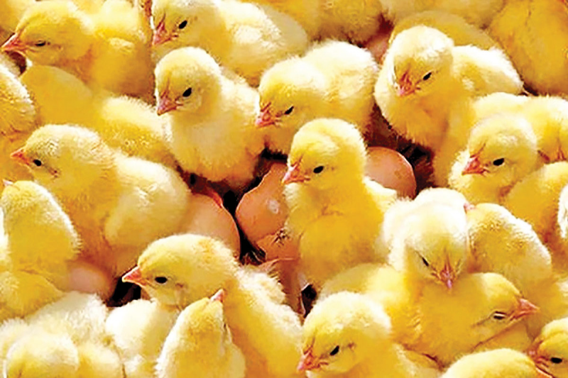 تدبیر دولت | تامین نیاز مرغ با 130 میلیون قطعه‌ جوجه‌ریزی ‌