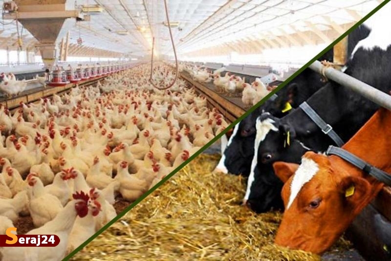 قیمت خوراک دام در مدار ارزانی قرار گرفت