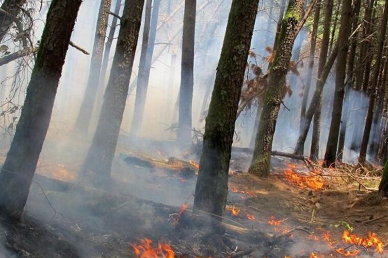 مهار حریق در ۱.۵ هکتار از جنگل های سیاهکل