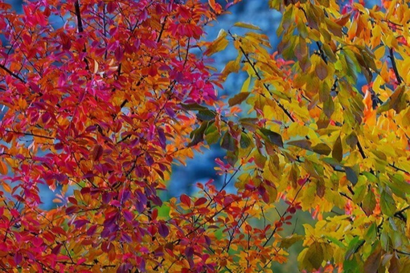 طبیعت پاییزی ارسباران + تصاویر