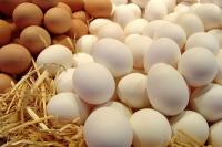 نرخ هر کیلو تخم مرغ ۴۷.۳۰۰ تومان اعلام شد