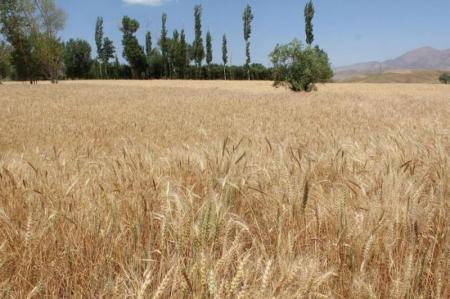 پیش‌بینی تولید ۱۴ میلیون تُن گندم در کشور می‌رود 