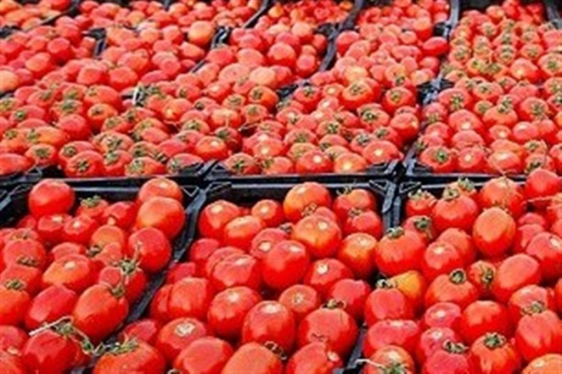 عوارض صادرات گوجه فرنگی ۵۵درصد اعلام شد