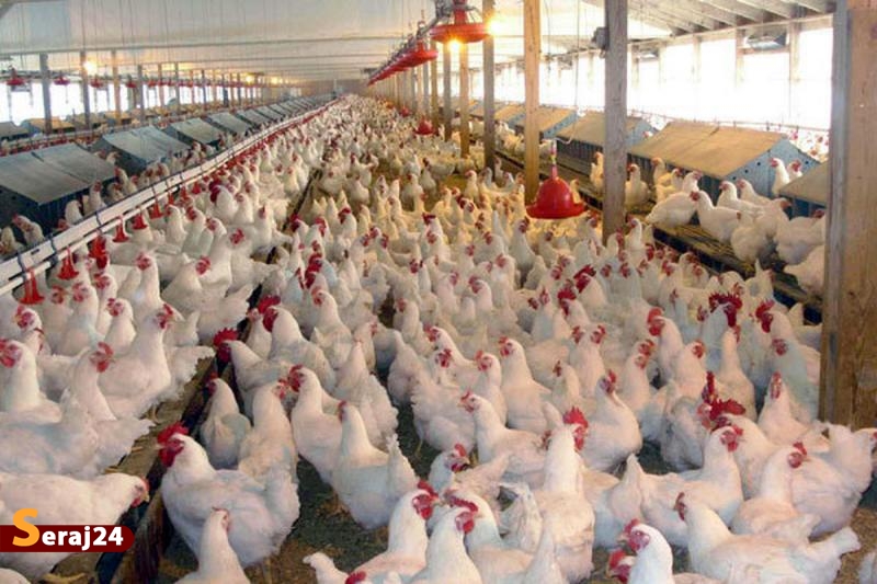 تولید 40 هزار تن مرغ مازاد‌ با افزایش 20 میلیون قطعه جوجه ریزی