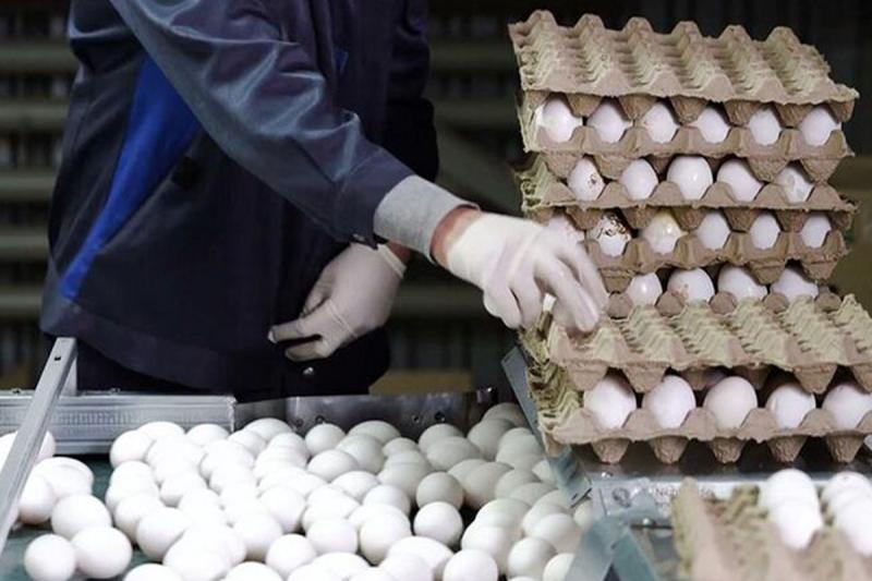 صادرات ۱۰۰ هزار تن تخم مرغ