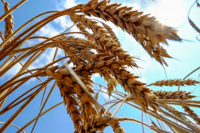 قیمت گندم در ایران بالاتر از نرخ جهانی 