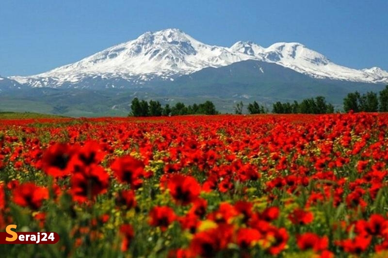 داروهای نهفته در دل طبیعت کوه سبلان شفابخش و روح افزا