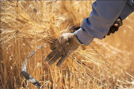 رشد ۱۳۰ درصدی خرید تضمینی محصولات کشاورزی 