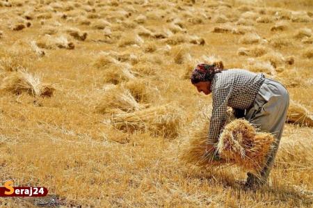  پرداخت بهای گندم از هفته آینده آغاز می‌شود