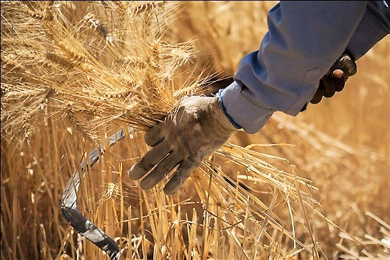 پرداخت نیمی از مطالبات /خرید گندم از ۳.۶ میلیون تن گذشت