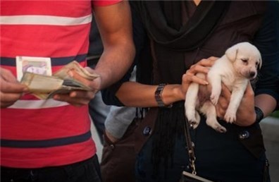 جمعه بازار سگ فروشان همچنان پابرجاست! 