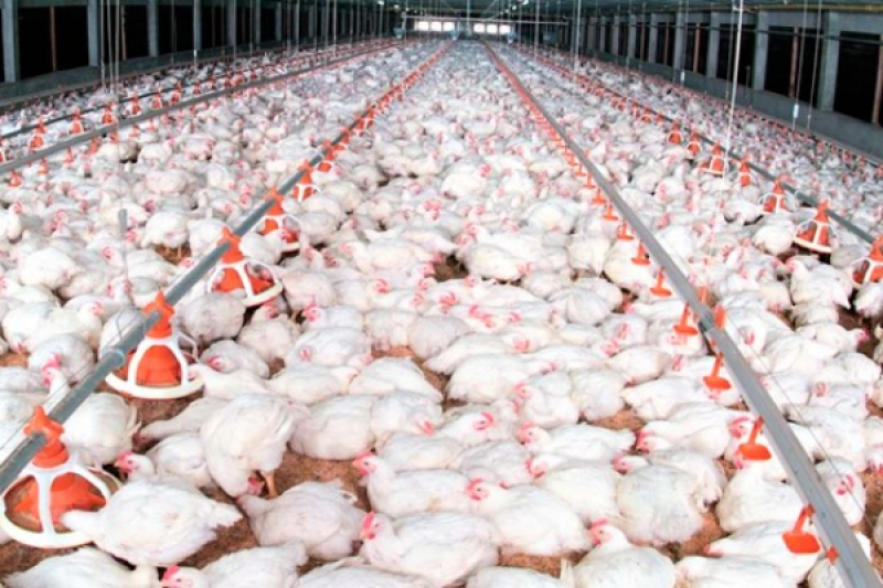 تولید سالانه 360 هزار تن مرغ بیش از نیاز کشور‌