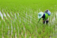 میراث رئیسی | رشد ۴۰۰ هزار تنی تولید برنج کشور