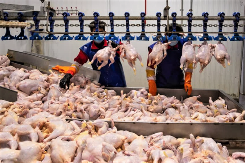 خرید ۳۵ هزار تن گوشت مرغ تولید داخلی 