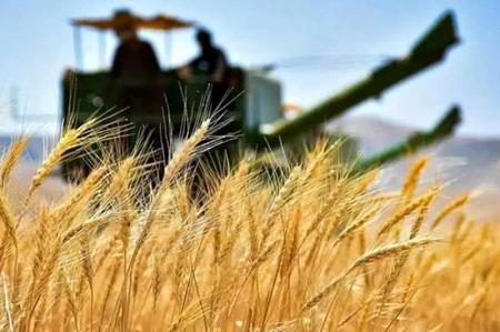 خرید تضمینی گندم تا امروز چقدر است؟