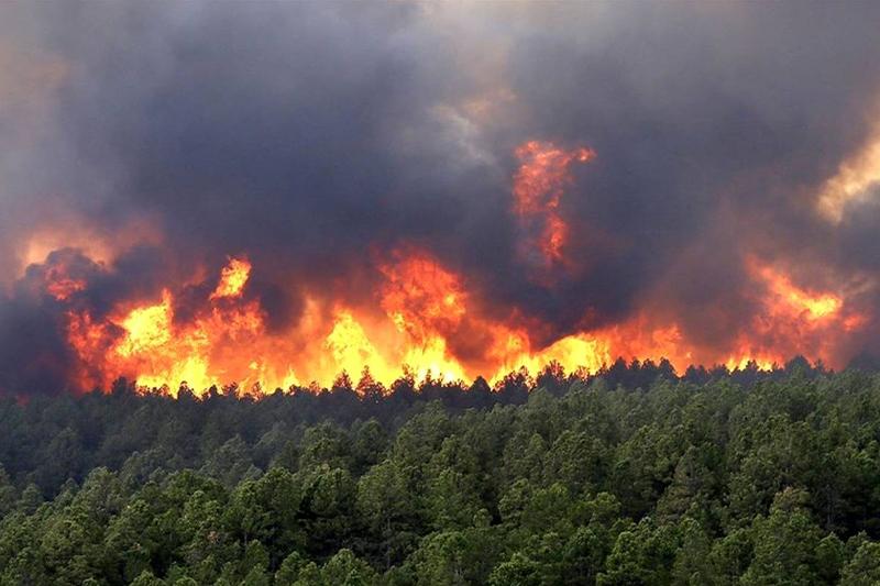 آتش‌ ۳۱۰۰ هکتار از جنگل‌های لرستان را خاکستر کرد + ویدئو
