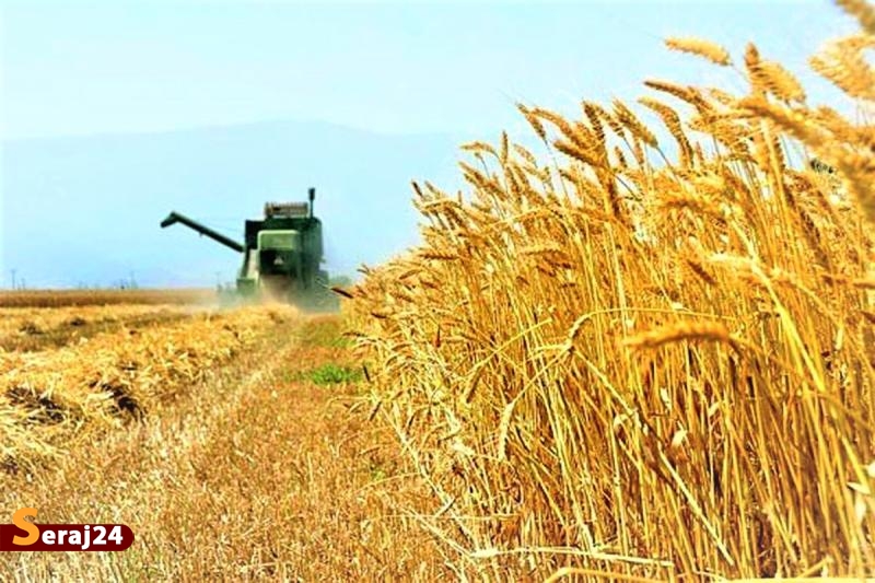 خرید ۹.۷ میلیون تن گندم از کشاورزان
