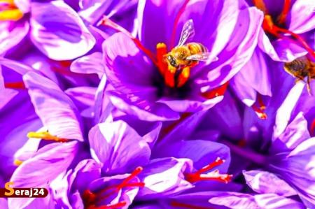 برداشت طلای سرخ در لرستان + تصاویر