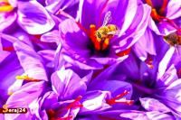 برداشت طلای سرخ در لرستان + تصاویر