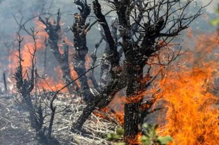 ضرورت تشکیل یگان ویژه اطفای حریق جنگل‌ها