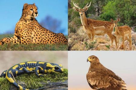 برخورد با فروشندگان گونه‌های جانوری در فضای مجازی