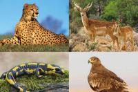 برخورد با فروشندگان گونه‌های جانوری در فضای مجازی