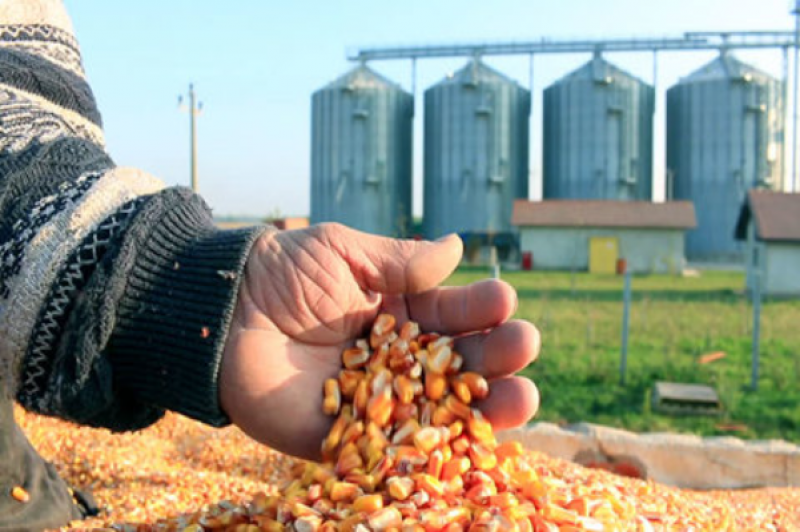 توقف واردات نهاده های دامی