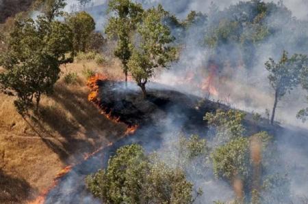 حریق جنگل های هیرکانی با دخالت عامل انسانی آغاز شد