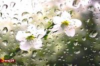 بارش های پیاپی ایران را زنده کرد + فیلم 