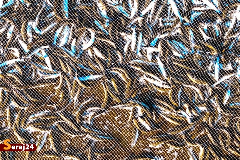 ماهی گیران خزر + تصاویر