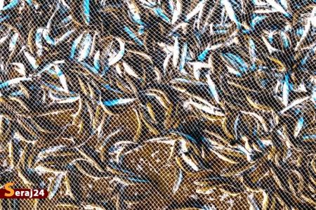 ماهی گیران خزر + تصاویر