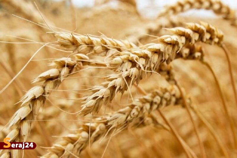 افزایش 200 همتی اعتبار خرید گندم