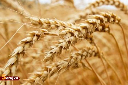 افزایش 200 همتی اعتبار خرید گندم