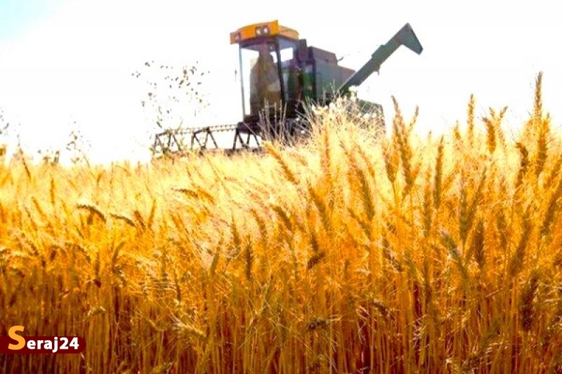 دولت به جای افزایش قیمت گندم، یارانه می دهد؟!
